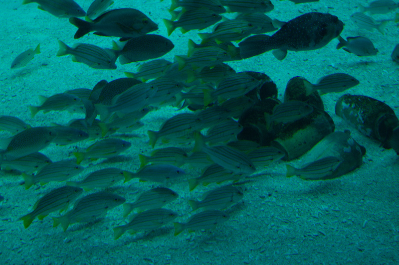 dsc02716
