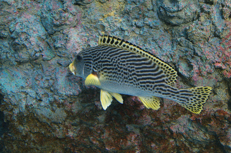 dsc02720