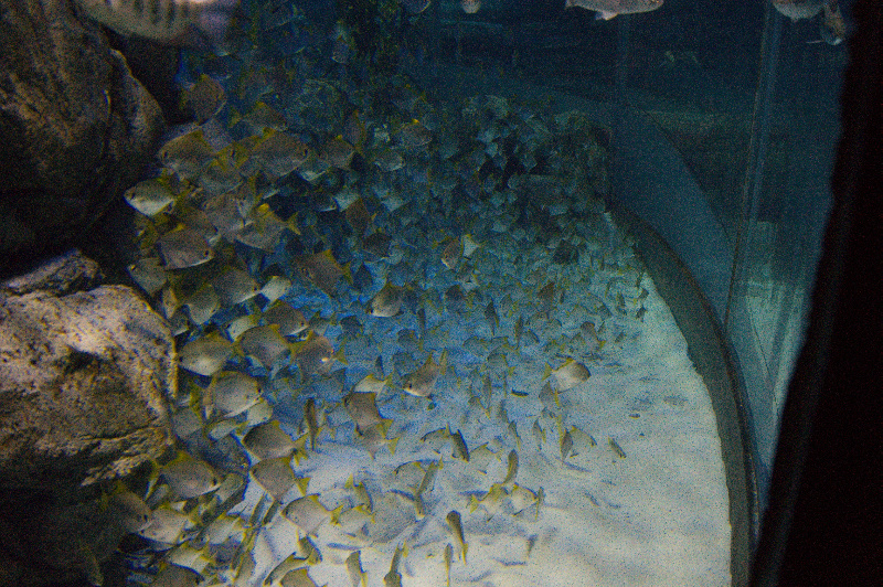 dsc02729