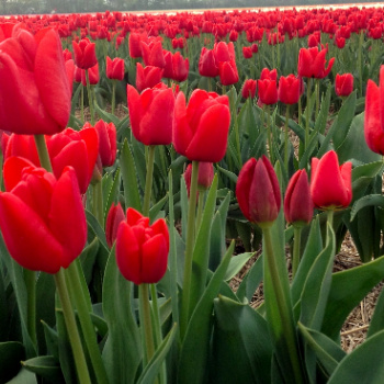 Tulpenfelder im April