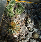DSC07487-1