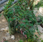 DSC07495