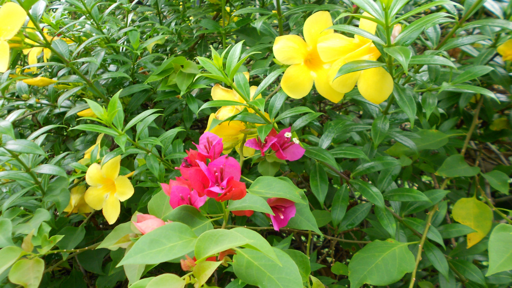 DSCN0432.JPG