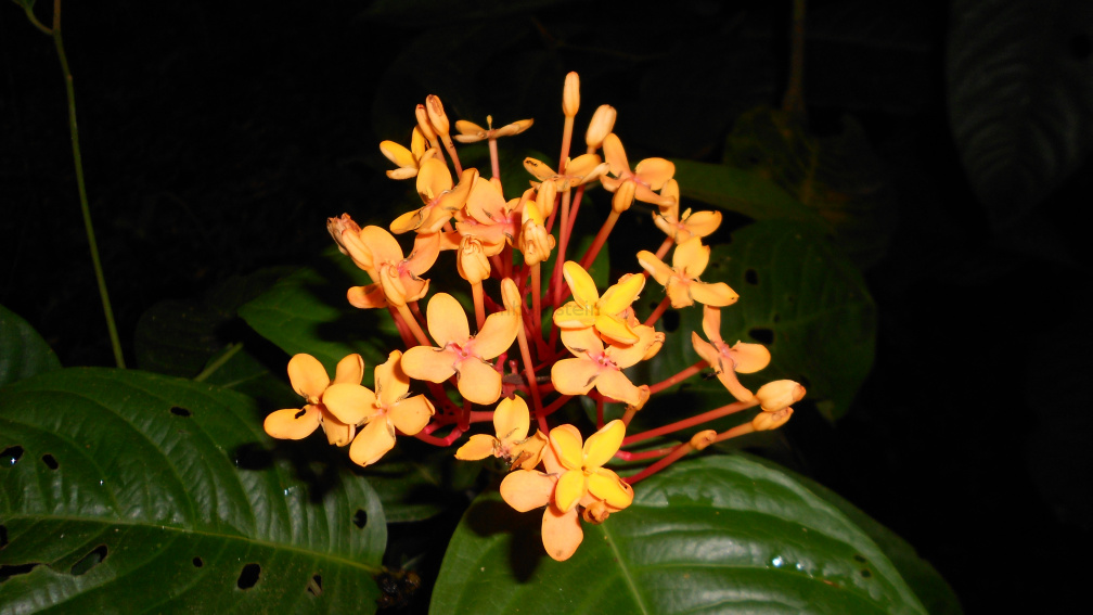 DSCN0435.JPG