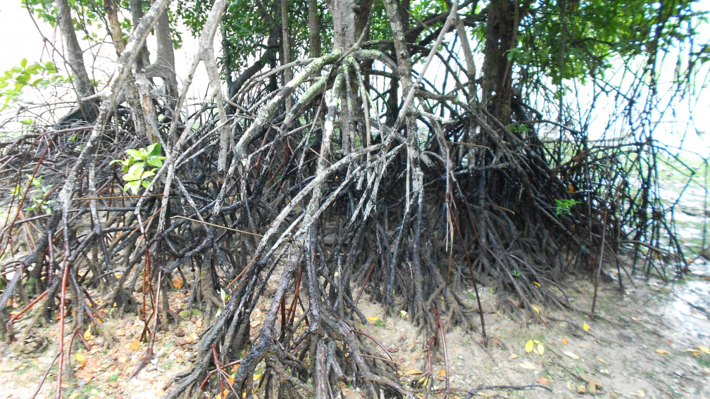 DSCN0469.JPG