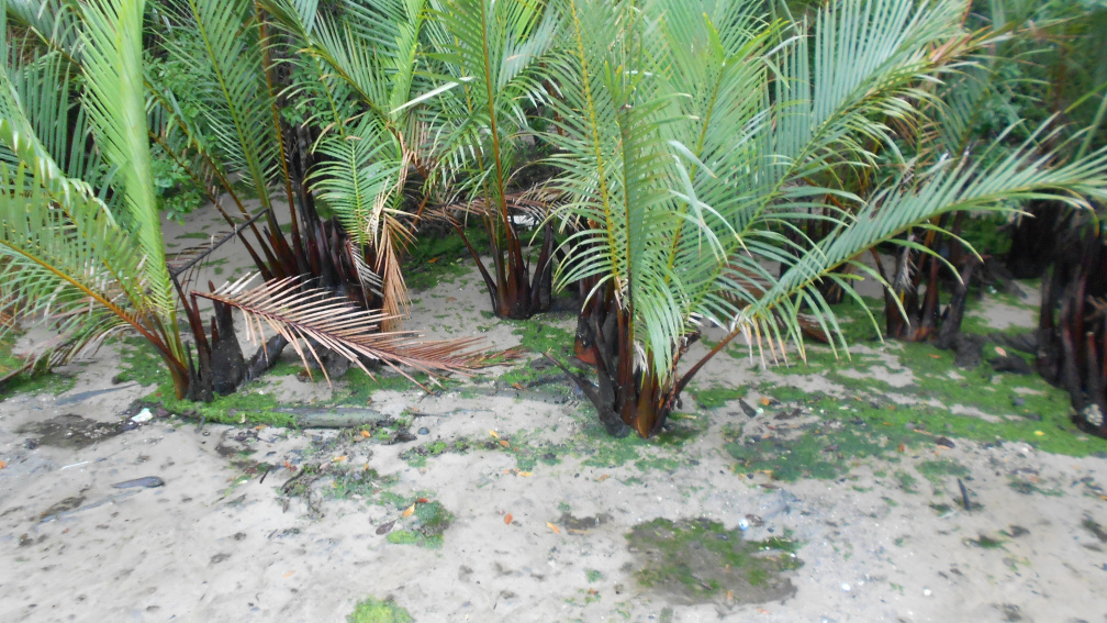 DSCN0471.JPG