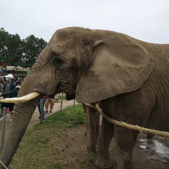 Elefantenhof Platschow