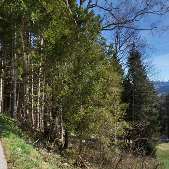 Pfänder-Bregenz (A)