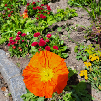 Insel Mainau